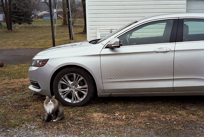 The edited color negative scan. Cat sitting in front of a car.