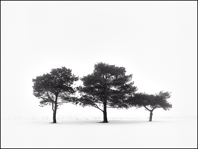 Three trees huddle together on the edge of a field in the snow on a foggy February day along Hoagland Road in rural southeast Allen County, Indiana. Landscape photo of a winter fog scene.