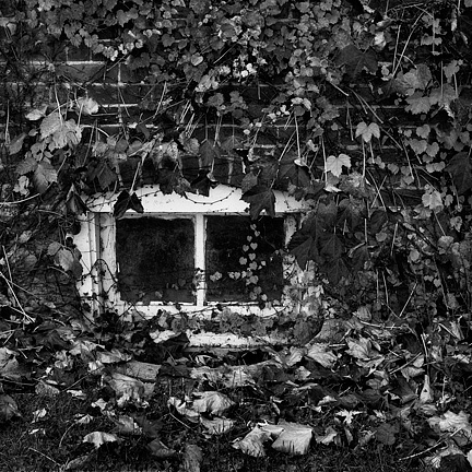 A basement window surrounded by vines on a brick ivy covered farmhouse in Whitley County, Indiana along County Line Road.