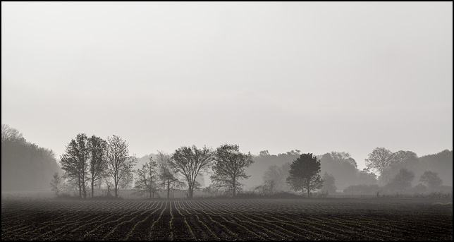 Trees at the edge of a field on a foggy morning in rural Indiana